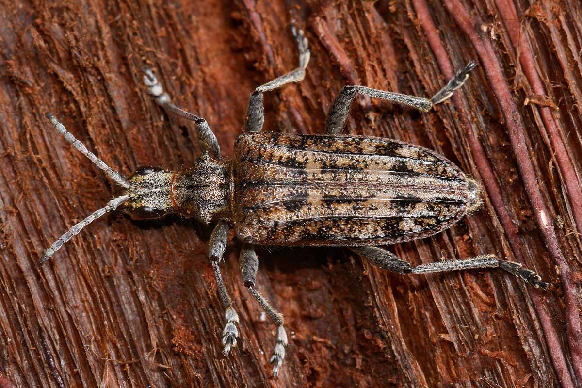 Cerambicidae: Rhagium inquisitor?  S, femmina